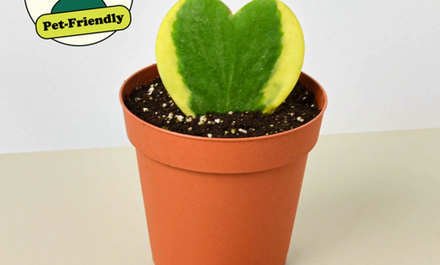 Image 2: Deluxe Valentine’s Plant Bundle with Free Shipping (Up to 20% Off)