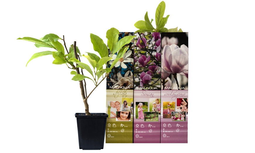 Image 9: Set de plantas de Magnolia