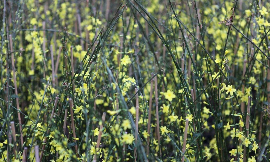 Image 16: Winter Hardy Shrubs - Cornus, Winter Jasmine - Sweet Box