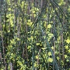 Image 16: Winter Hardy Shrubs - Cornus, Winter Jasmine - Sweet Box