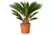 1 ou 2 Cycas du Japon "Cycas revoluta" de Gardenzo, hauteur au choix - Image 2