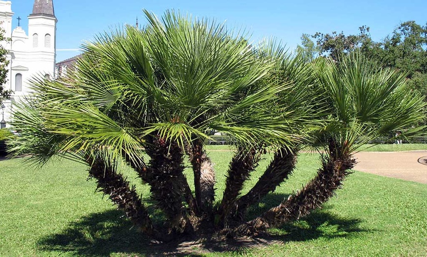 Image 3: Set de 4 palmiers de variétés différentes 50-70cm