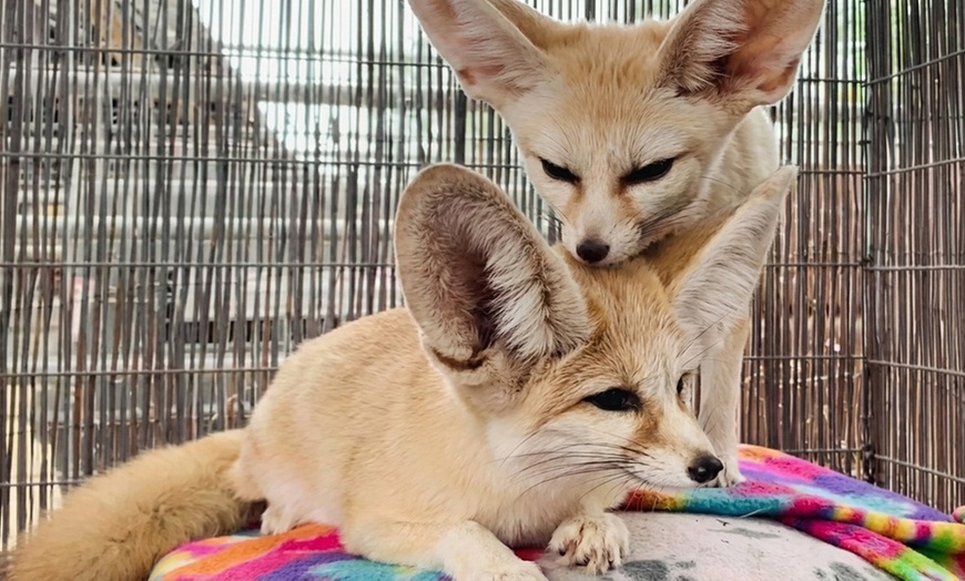 Image 7: Animal Encounters, VIP Experiences, or Wildlife Educator for a Day!