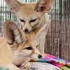 Image 7: Animal Encounters, VIP Experiences, or Wildlife Educator for a Day!