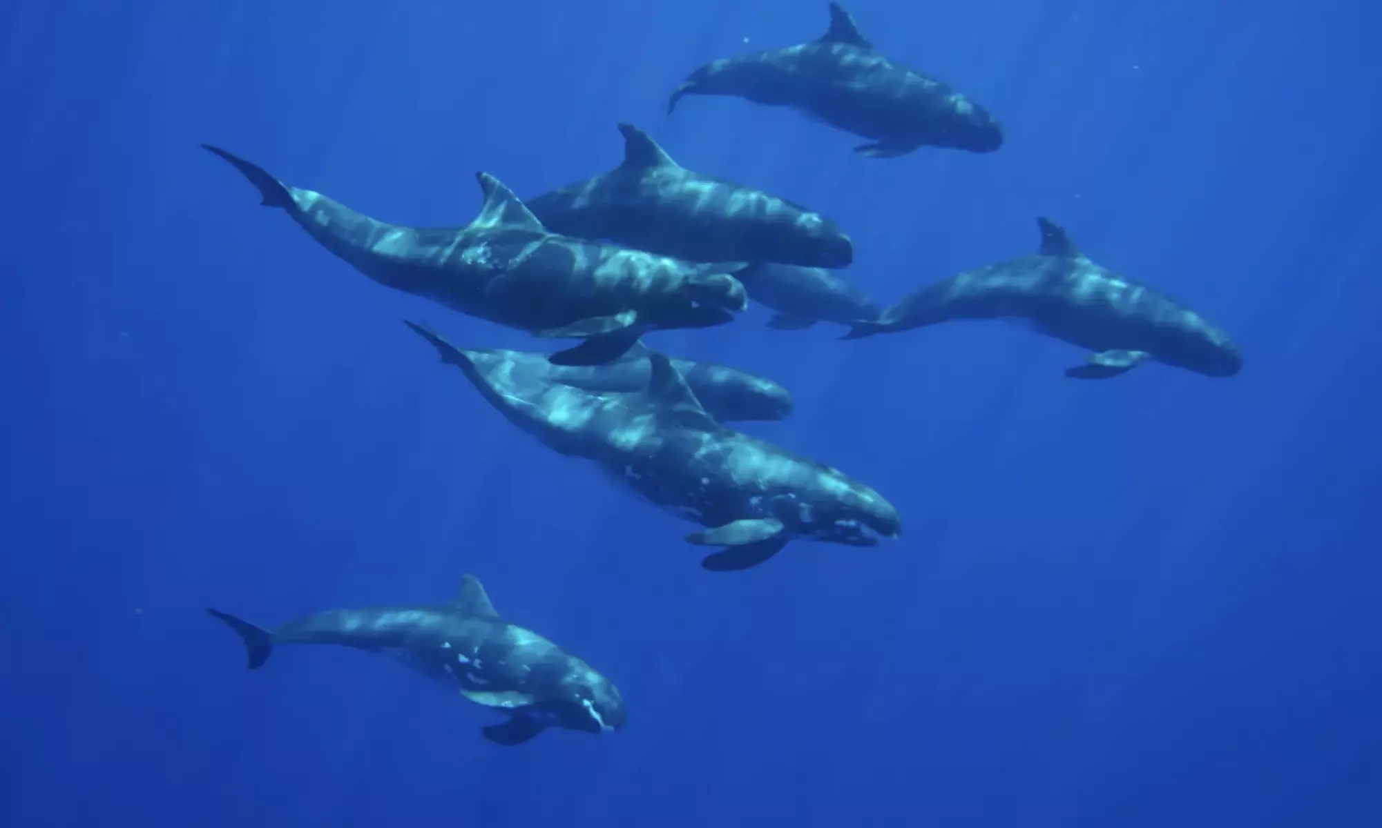 3-Hours Oahu Ocean Adventure w/ Dolphins, Turtles & Water Activities