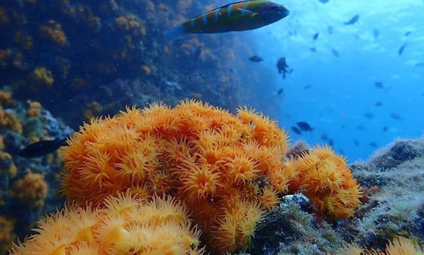 Image 2: Bautismo de buceo con inmersión en el mar durante 45 minutos