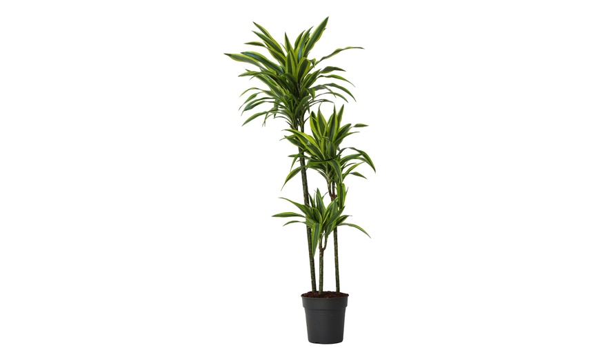 Image 3: Plante Dracaena Lemon Lime