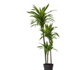 Image 3: Dracaena Lemon Lime plant
