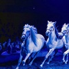 Image 1: Dancing with Horses 2025: ticket voor 23 of 24 augustus in Wassenaar
