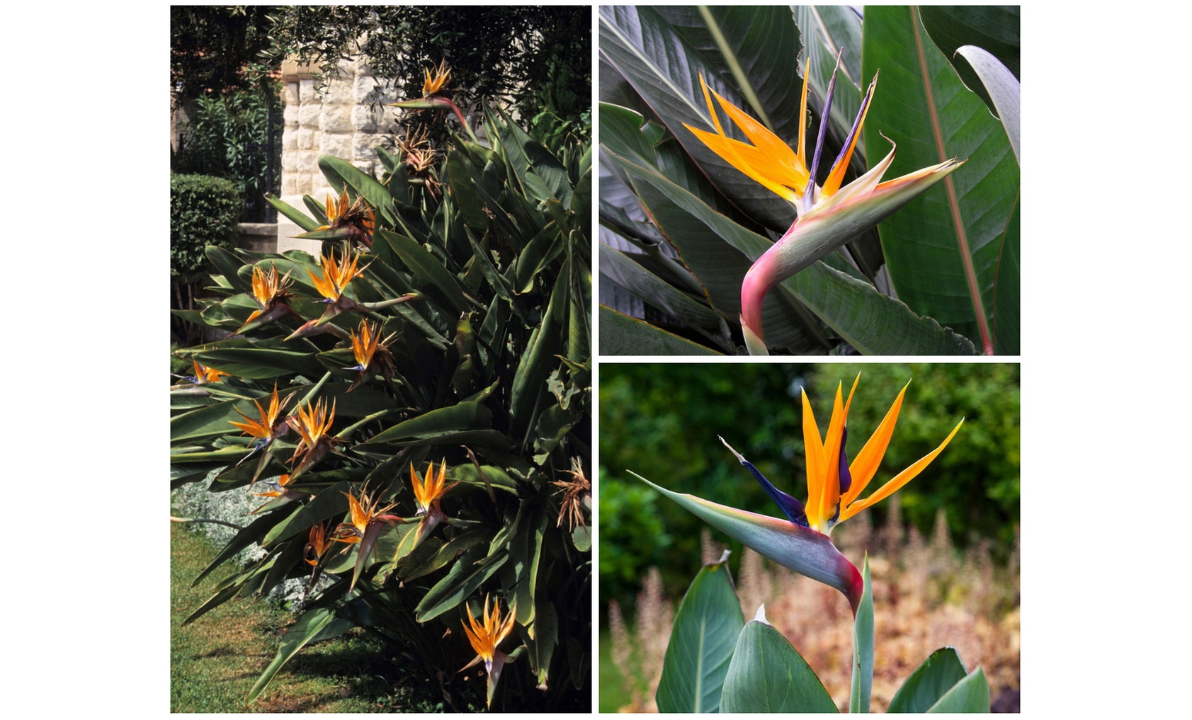 Set van 3 of 6 paradijsvogelplanten