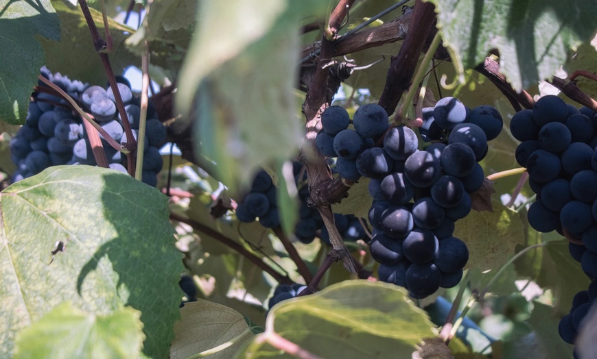 Image 17: ✈ Italian Dream Roadtrip: Naples, Campania & Amalfi Coast from Worldee