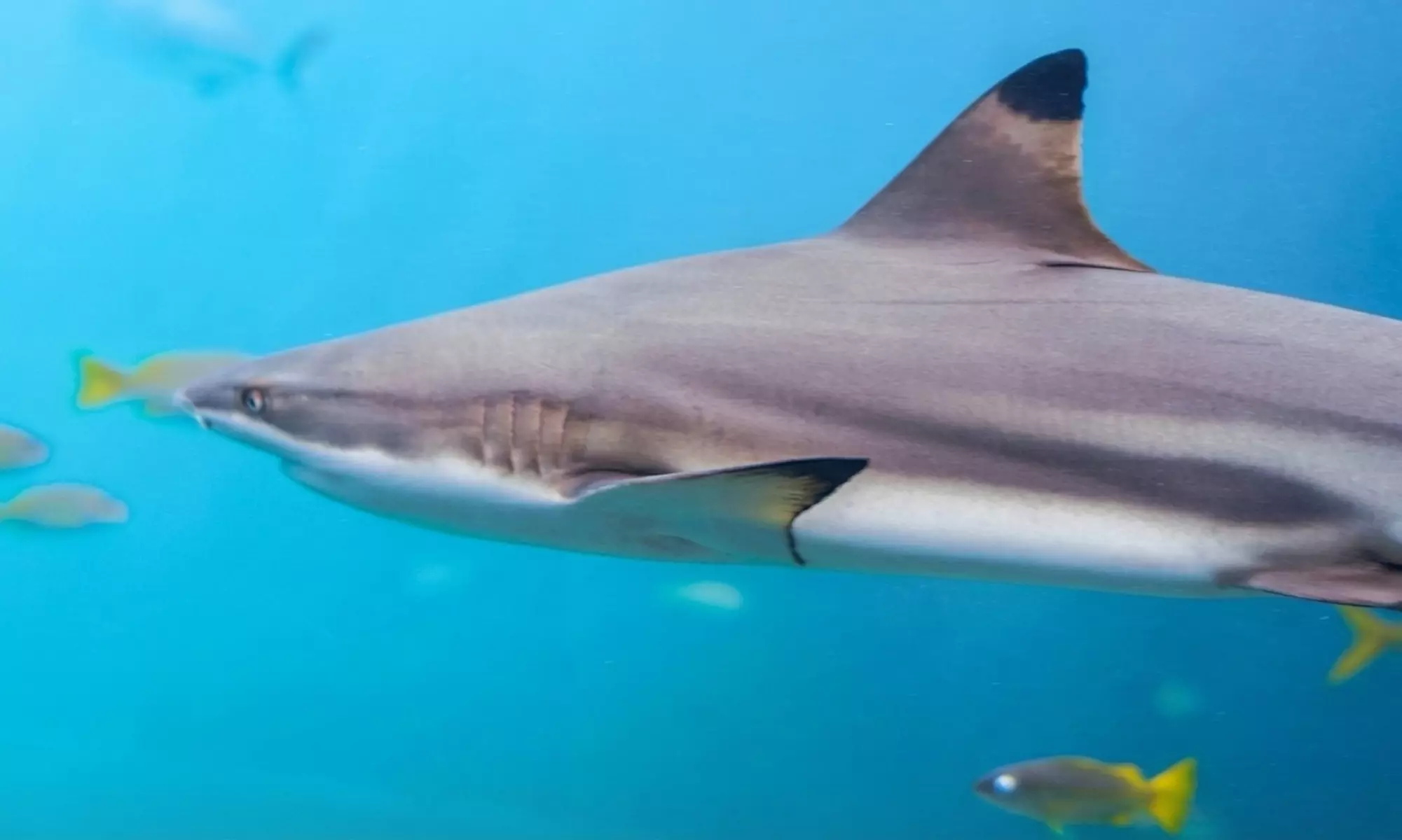 Shore Dive to Snoopy Island's Thriving Reef in Fujairah Marine Park