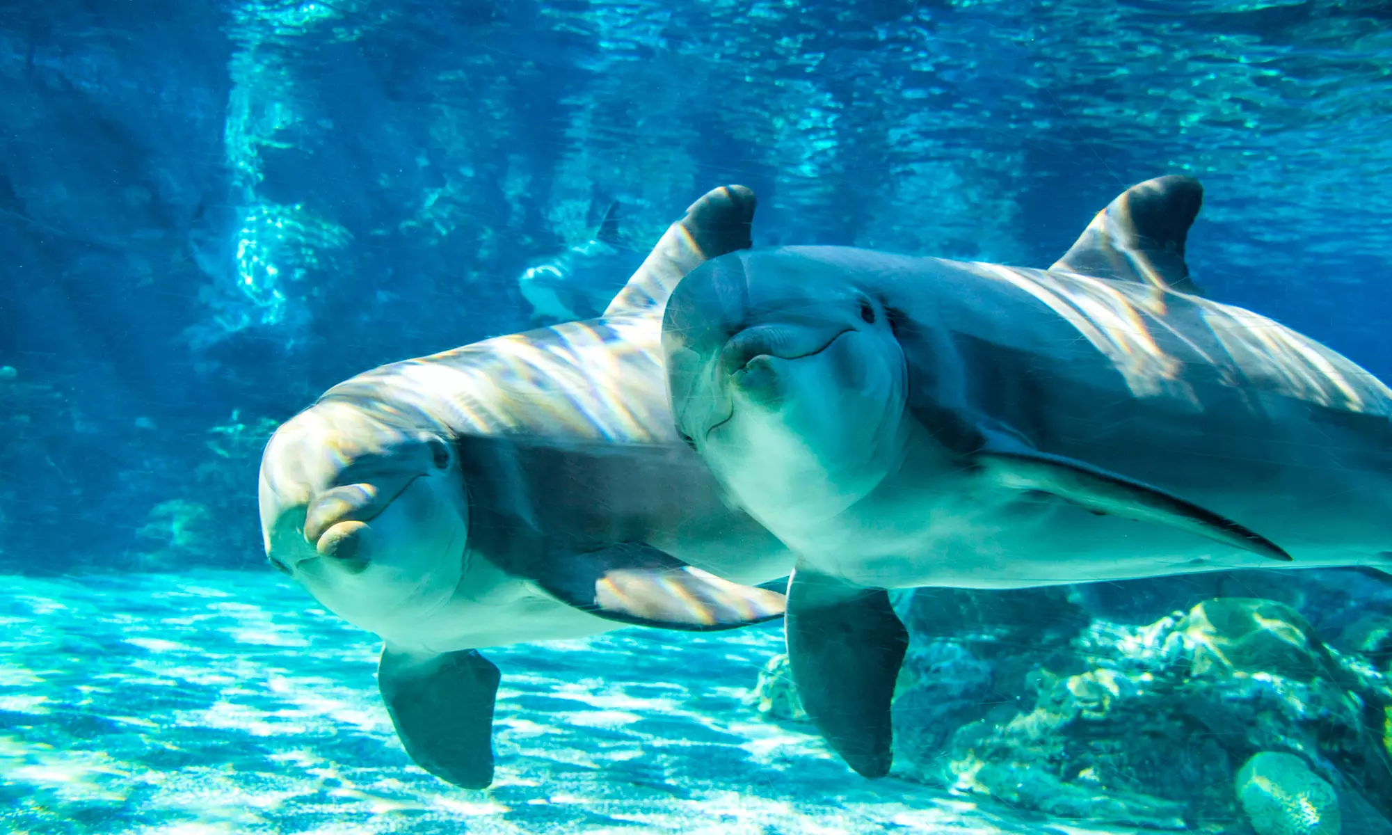 END OF SUMMER SALE! Save 58% on SeaWorld Orlando Tickets!