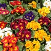 Image 6: Winter Flowering Primrose Mix - 24, 48 or 72 Plug Plants