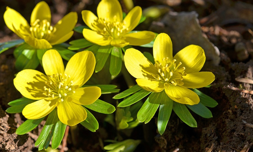 Image 11: Woodland Spring Bulbs In the Green
