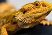 Get Up Close with Snakes, Lizards, and Tortoises with Interactive Reptile Zoo Admission - Second Medium