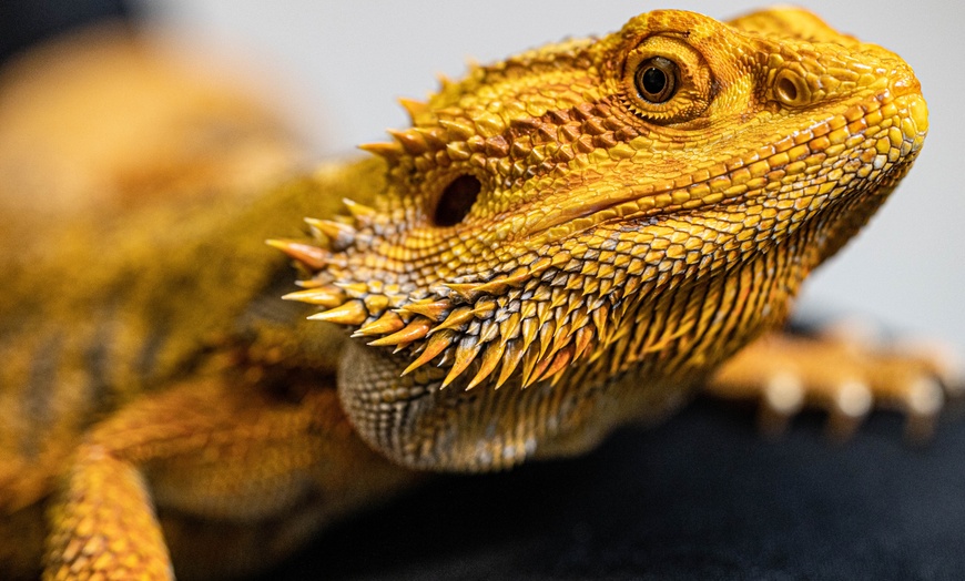 Image 2: Interactive Reptile Zoo Admission: Snakes, Lizards, and Tortoises!