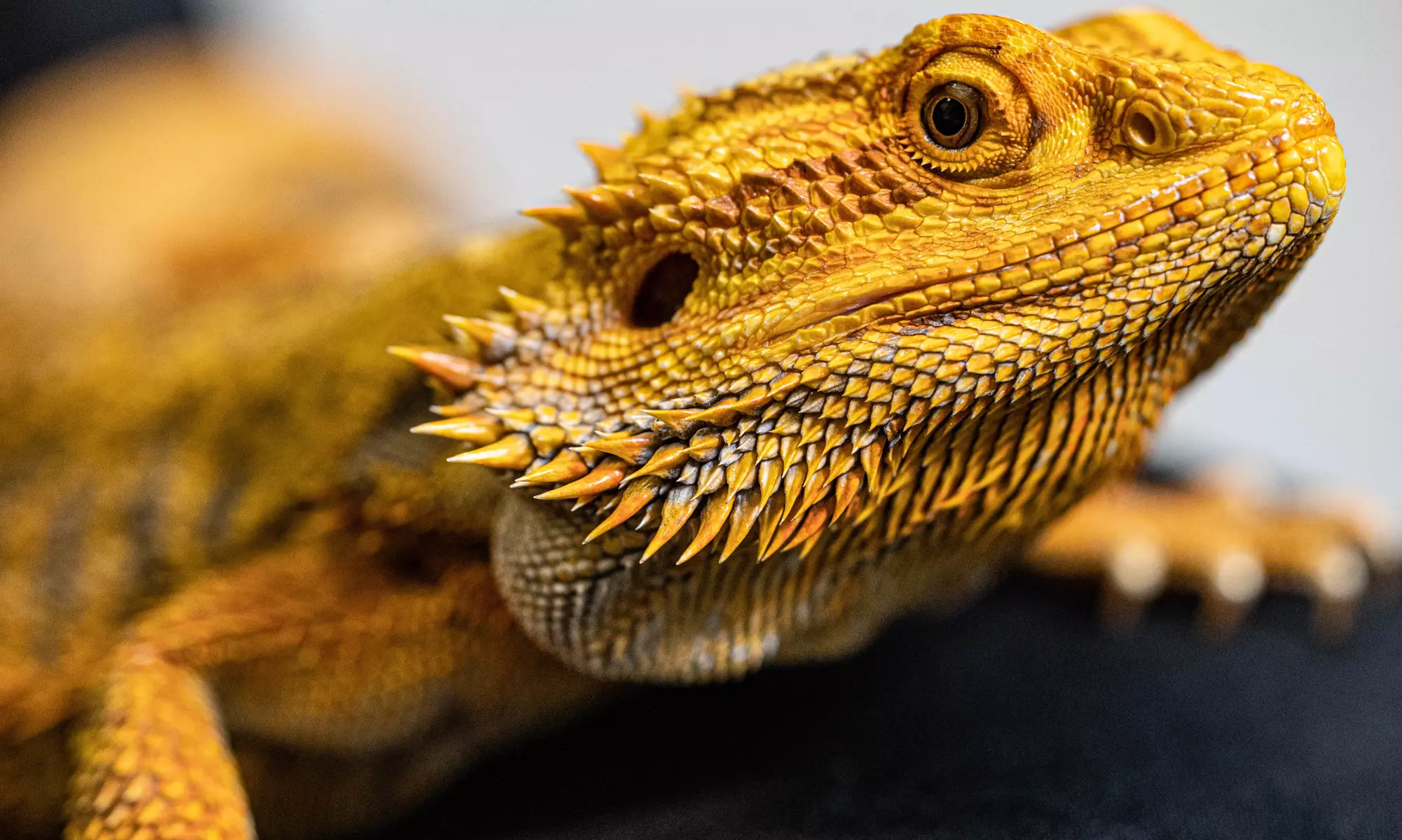 Interactive Reptile Zoo Admission: Snakes, Lizards, and Tortoises!