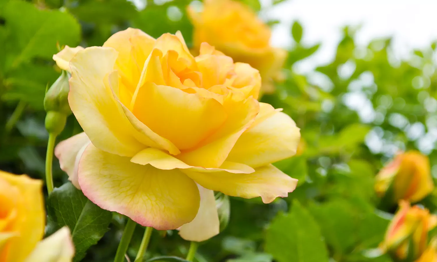 60-Minute Hypnotherapy Session from Life Path Hypnosis and Coaching (45% Off) - Primary Image