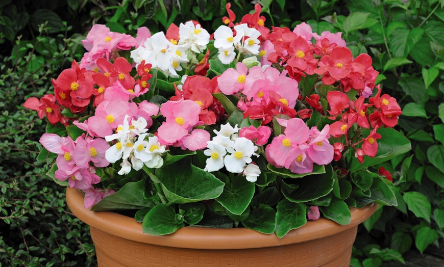 Image 14: Begonia Garden Ready Plants - 15 or 30 Plants