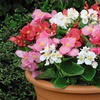 Image 14: Begonia Garden Ready Plants - 15 or 30 Plants
