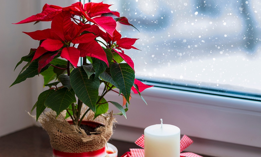 Image 2: Set de 3 ou 6 plantes de Noël "Poinsettia" rouges et / ou blanches