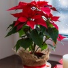 Image 2: Set de 3 ou 6 plantes de Noël "Poinsettia" rouges et / ou blanches