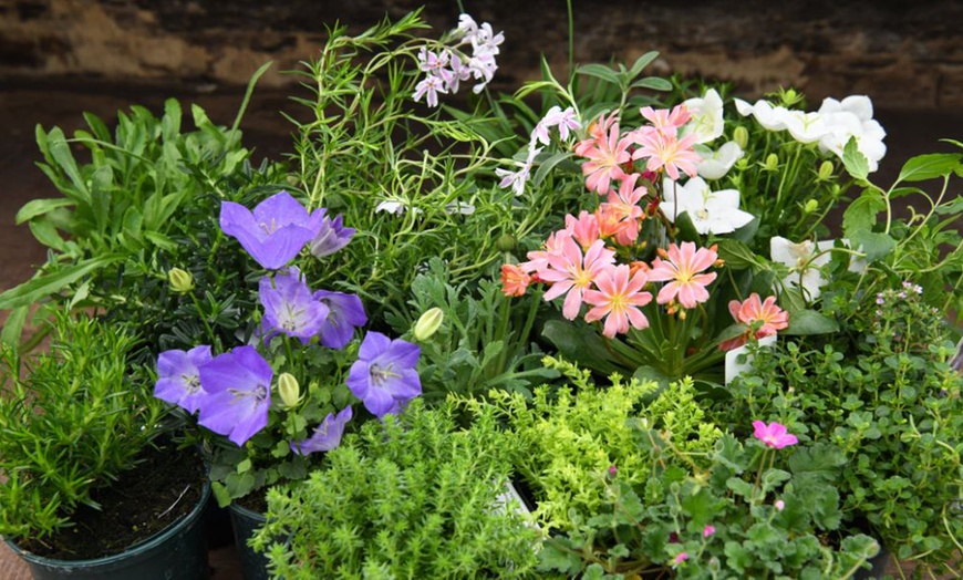 Image 18: Mixed Seasonal Alpine/rockery Plants - Potted or Plug Plants