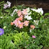 Image 18: Mixed Seasonal Alpine/rockery Plants - Potted or Plug Plants