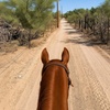 Image 6: Ride on with One or Four Horseback Riding Lessons for One or Two 