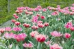 10, 15 oder 20x Tulpen-Blumenzwiebel in Weiß-Rosa - Image 2