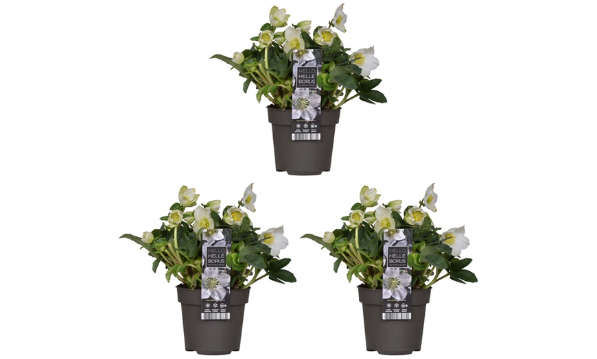 Image 3: Set de 3 ou 6 Hellébores "Christmas Carol" à floraison hivernale