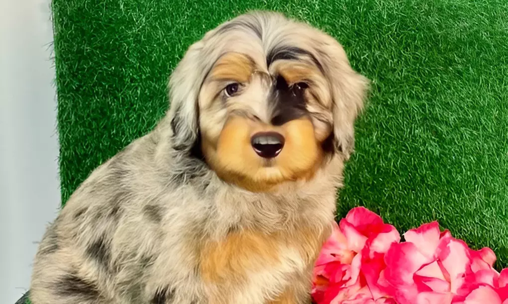 Pamper Your Pup With Sanitary Groom & Freshness Packages For All Sizes