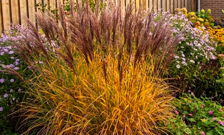 Image 5: Bordure NatureNest Joy