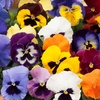 Image 1: Vibrant Winter Flowering Pansy Mixes - up to 72 Plants
