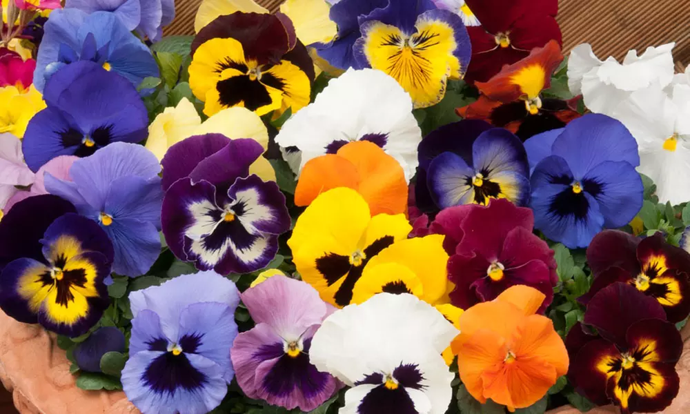 Vibrant Winter Flowering Pansy Mixes - up to 72 Plants - Primary Image