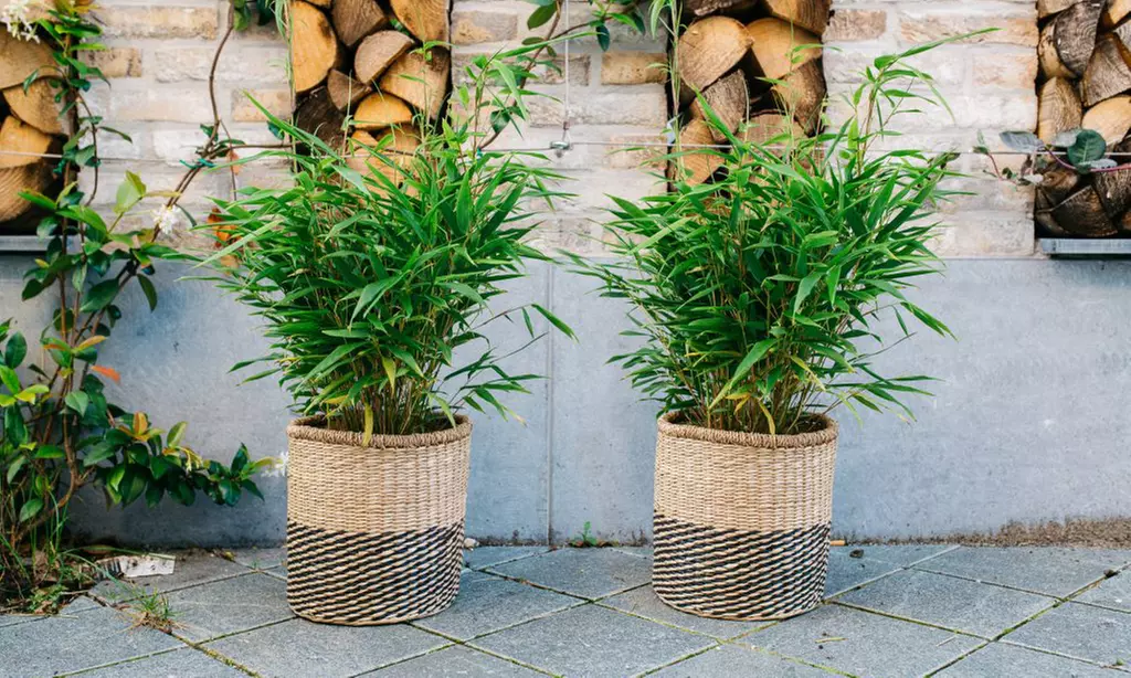 1x oder 2x oder 4x Bambus-Pflanze „Fargesia"