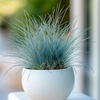 Image 1: 6 plants de fétuque bleue Festuca Glauca "Blue" 12-15 cm