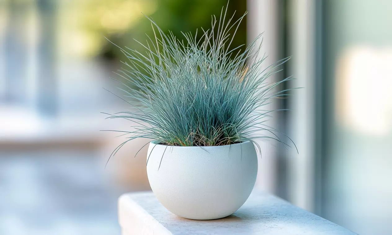 6 plants de fétuque bleue Festuca Glauca "Blue" 12-15 cm, livrés en pot - Primary Image