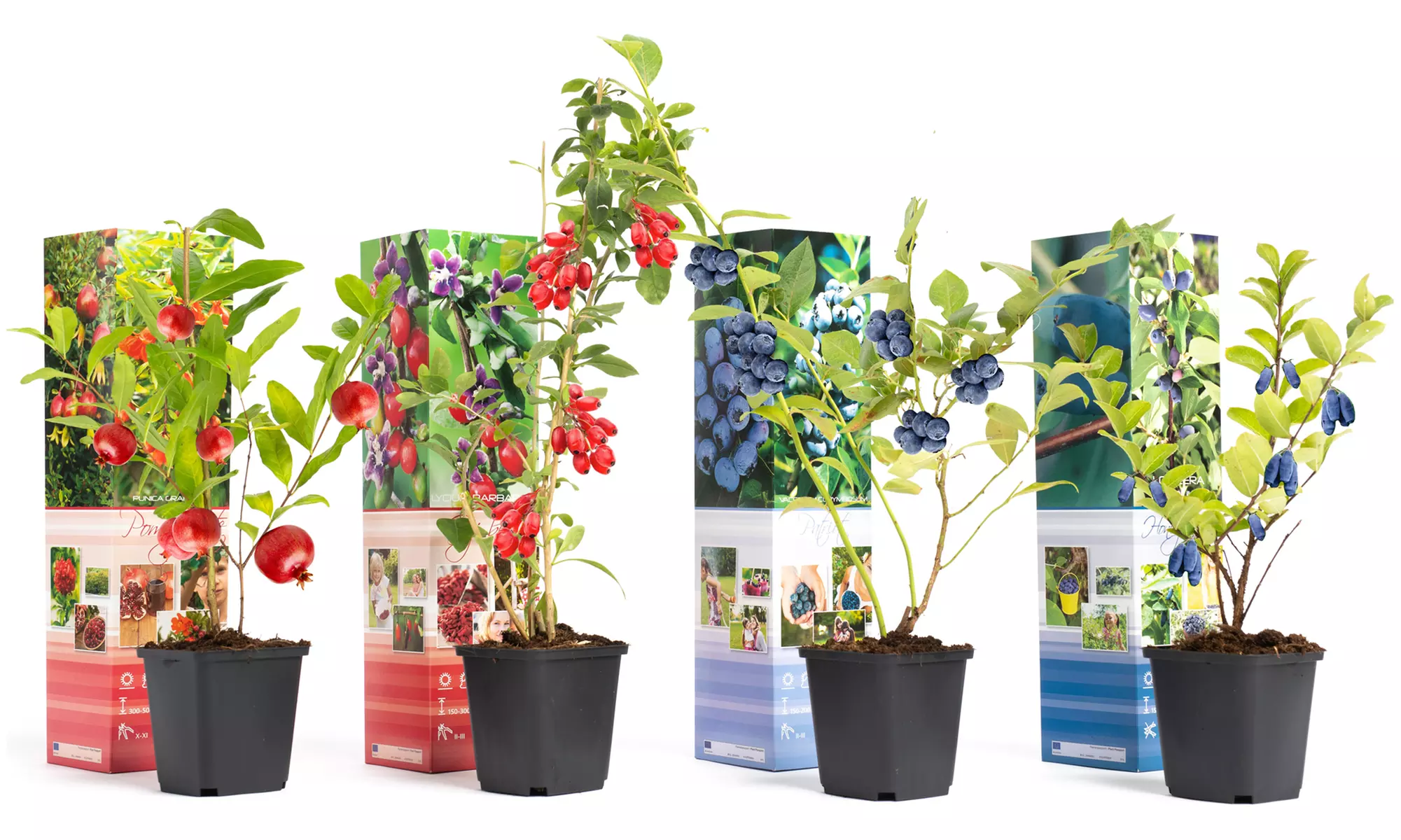 4 ou 8 plantes de smoothie exotiques - Primary Image