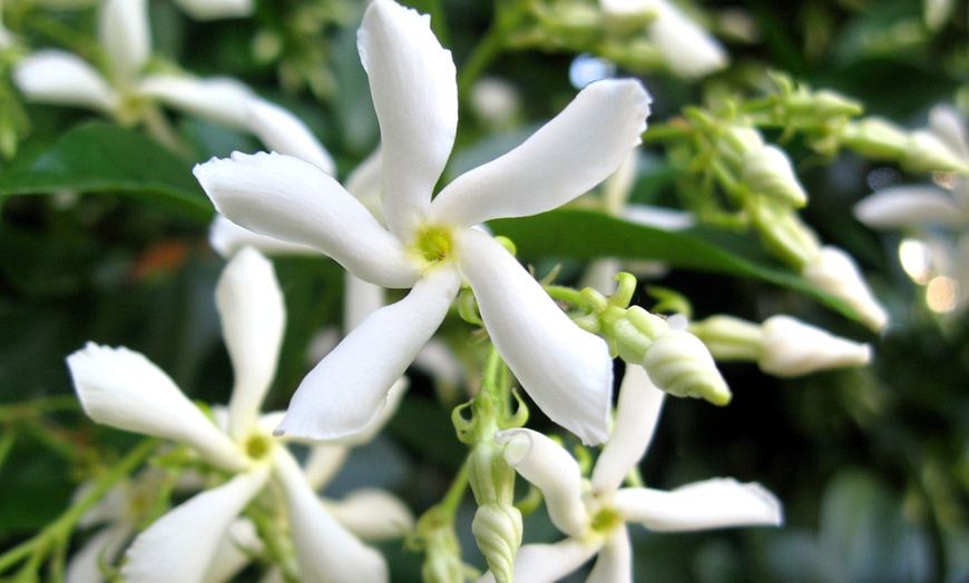 Image 3: 2x Sternjasmin "Trachelospermum jasminoïdes"