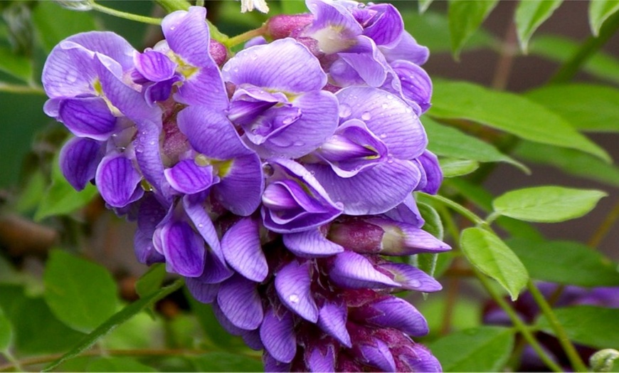 Image 4: Wisteria Plants