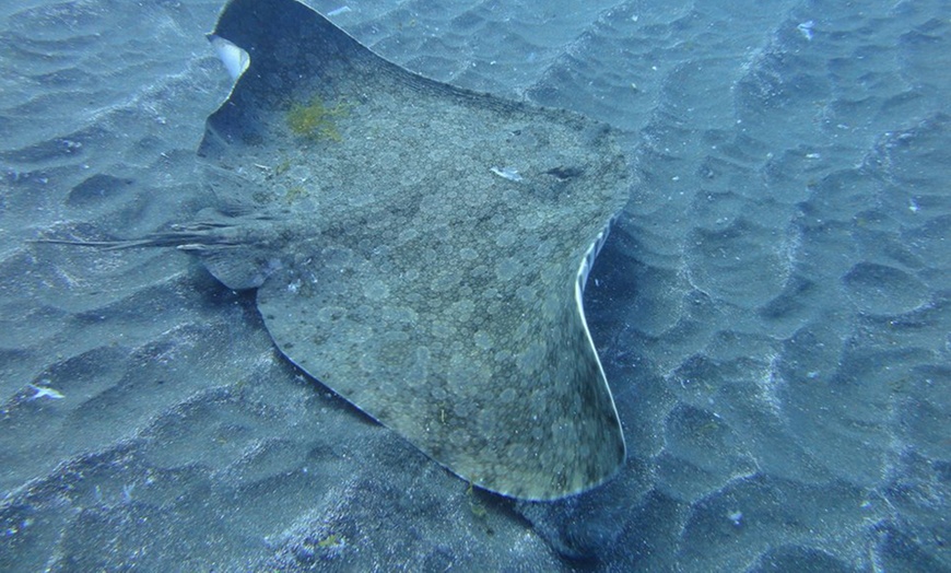 Image 5: Curso de buceo