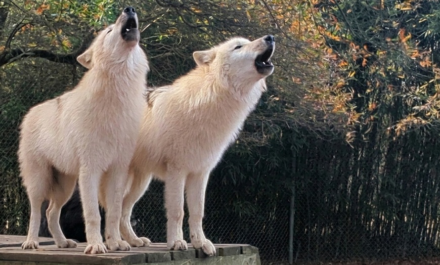 Image 4: Up to 25% Off Big Cat Express Tour - Animal Park