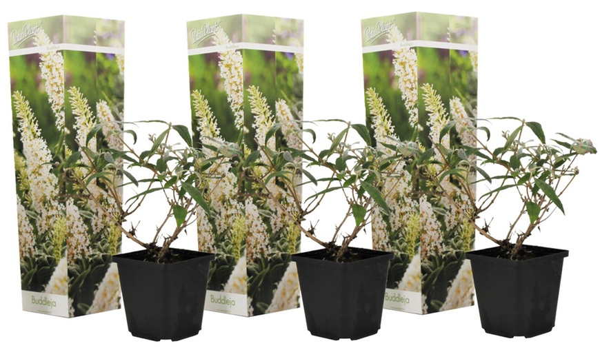 Image 2: 3 cespugli delle farfalle Buddleja