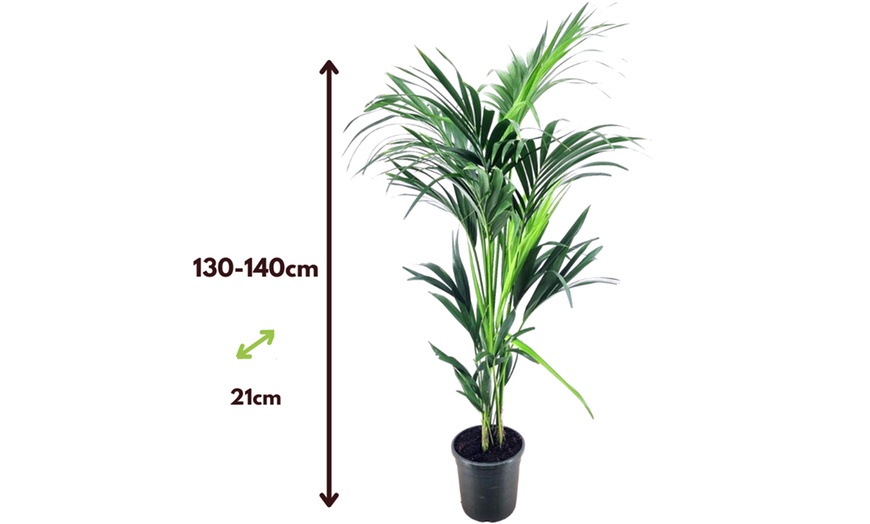 Image 10: Rootz Kentia Palm Collections