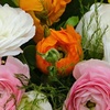 Image 1:  80 bulbes de Ranunculus en coloris mixte