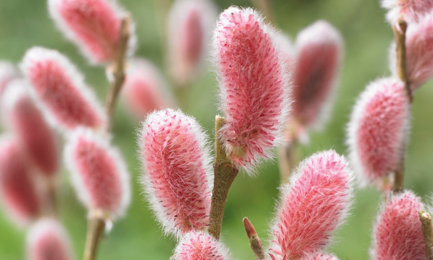 Image 1: Salix Gracilistyla Mount Aso 12cm