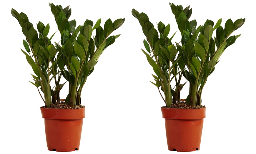 Image 10: 1 o 2 piante di Zamioculcas