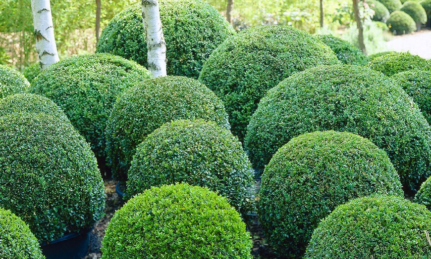 Image 2: Two Buxus Topiary Balls
